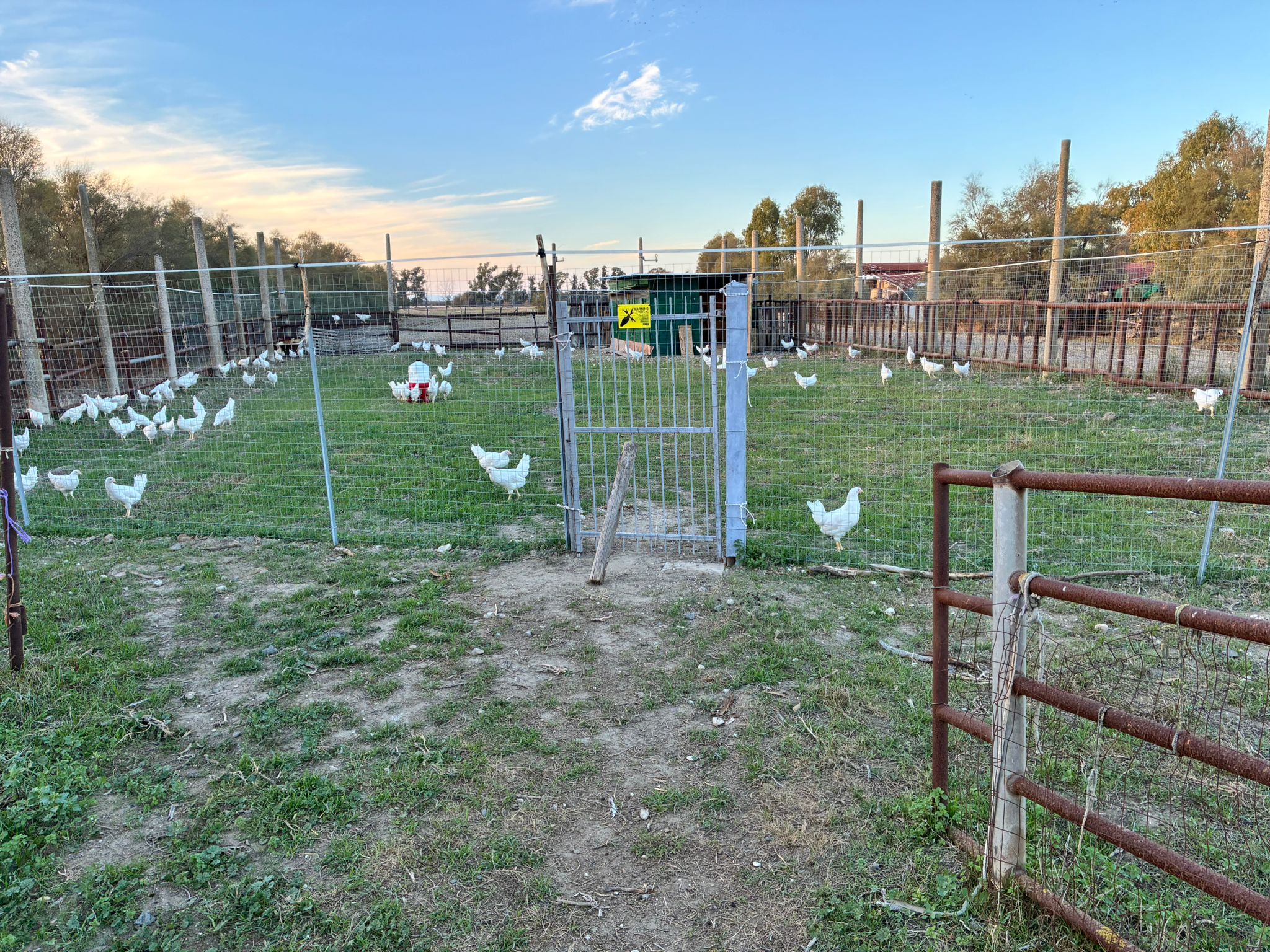 Le nostre galline all'aperto